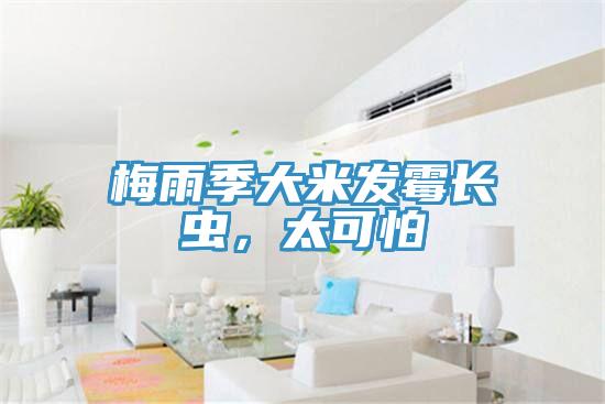 梅雨季大米發(fā)霉長(zhǎng)蟲，太可怕