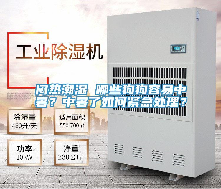 悶熱潮濕 哪些狗狗容易中暑？中暑了如何緊急處理？