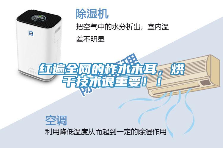 紅遍全網(wǎng)的柞水木耳，烘干技術(shù)很重要??！
