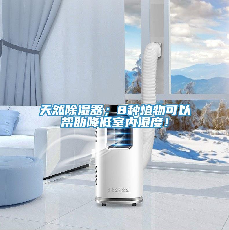 天然除濕器；8種植物可以幫助降低室內(nèi)濕度！